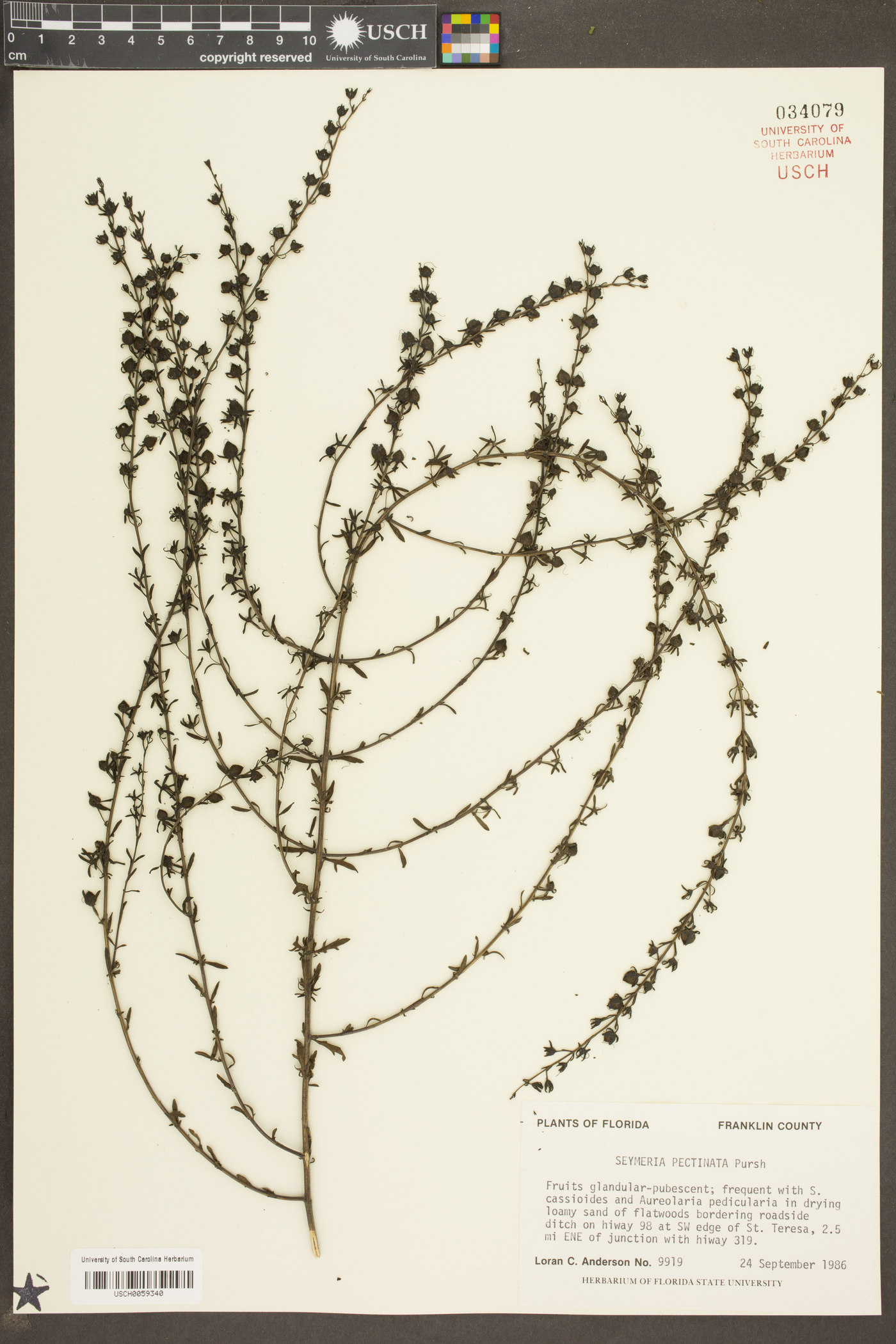 Seymeria pectinata image