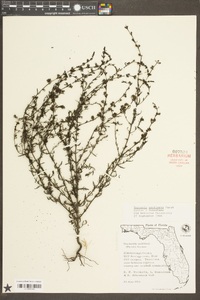 Seymeria pectinata image