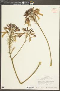 Aloe saponaria image
