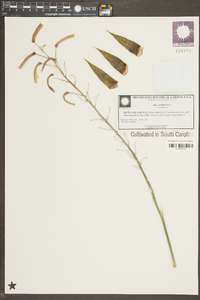 Aloe aristata image