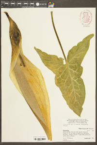 Arum italicum image