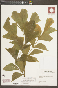 Caryota urens image