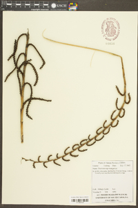 Calamus jenkinsianus image