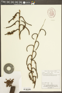 Calamus jenkinsianus image