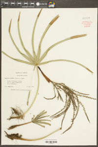 Serenoa repens image