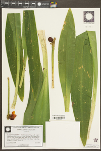 Rohdea japonica image