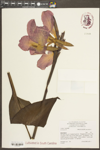 Canna indica image