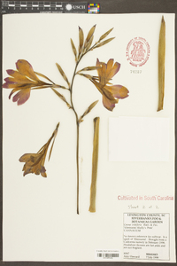 Image of Canna iridiflora