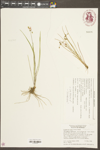 Tradescantia rosea var. graminea image