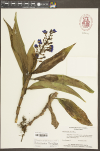 Dichorisandra thyrsiflora image