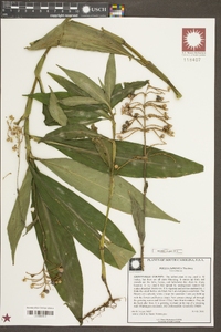 Pollia japonica image