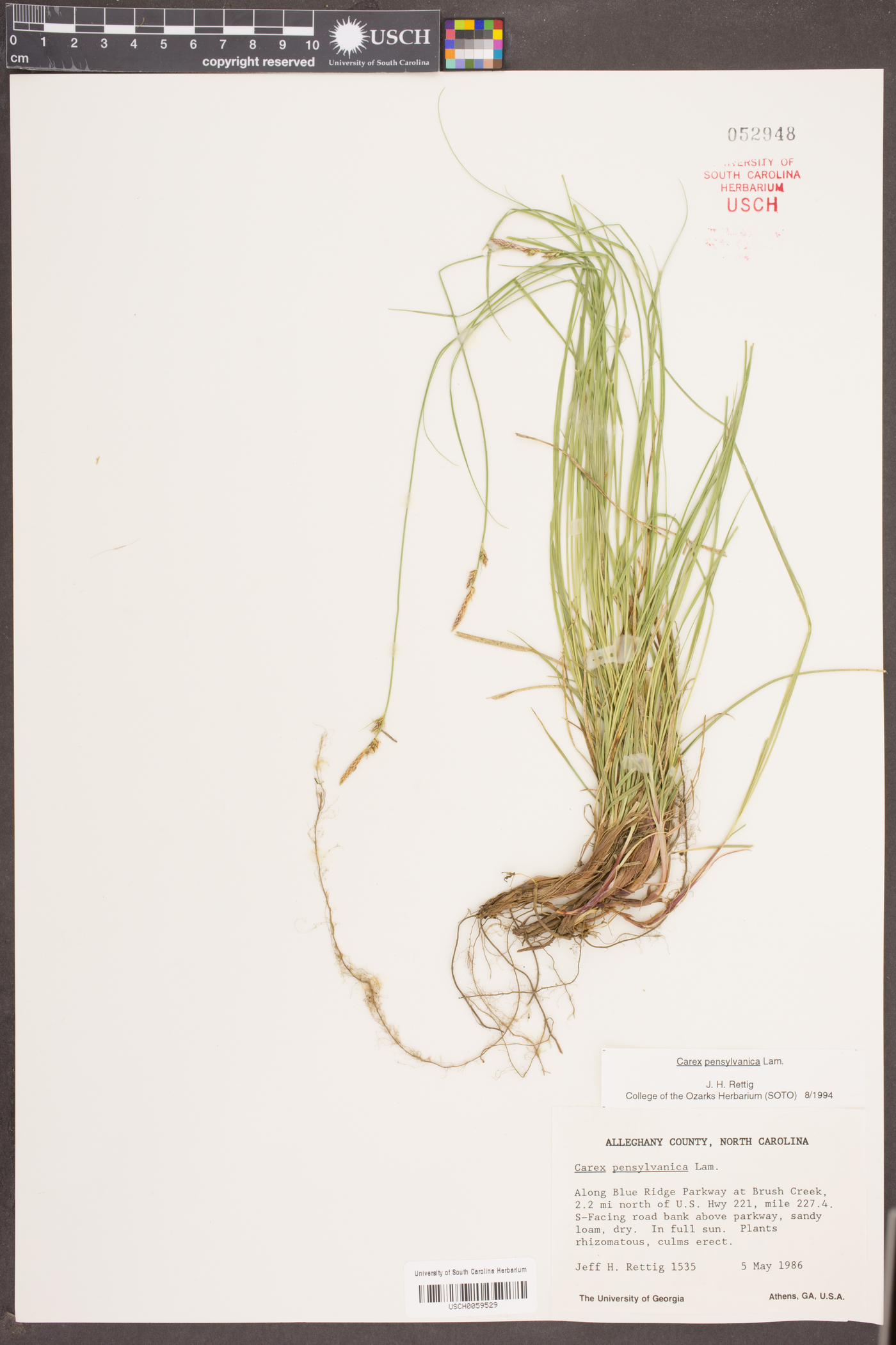 Carex pennsylvanica image