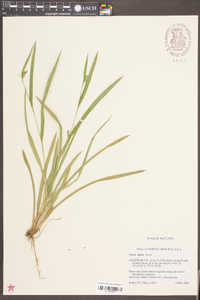 Carex pigra image