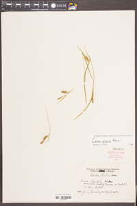 Carex pigra image