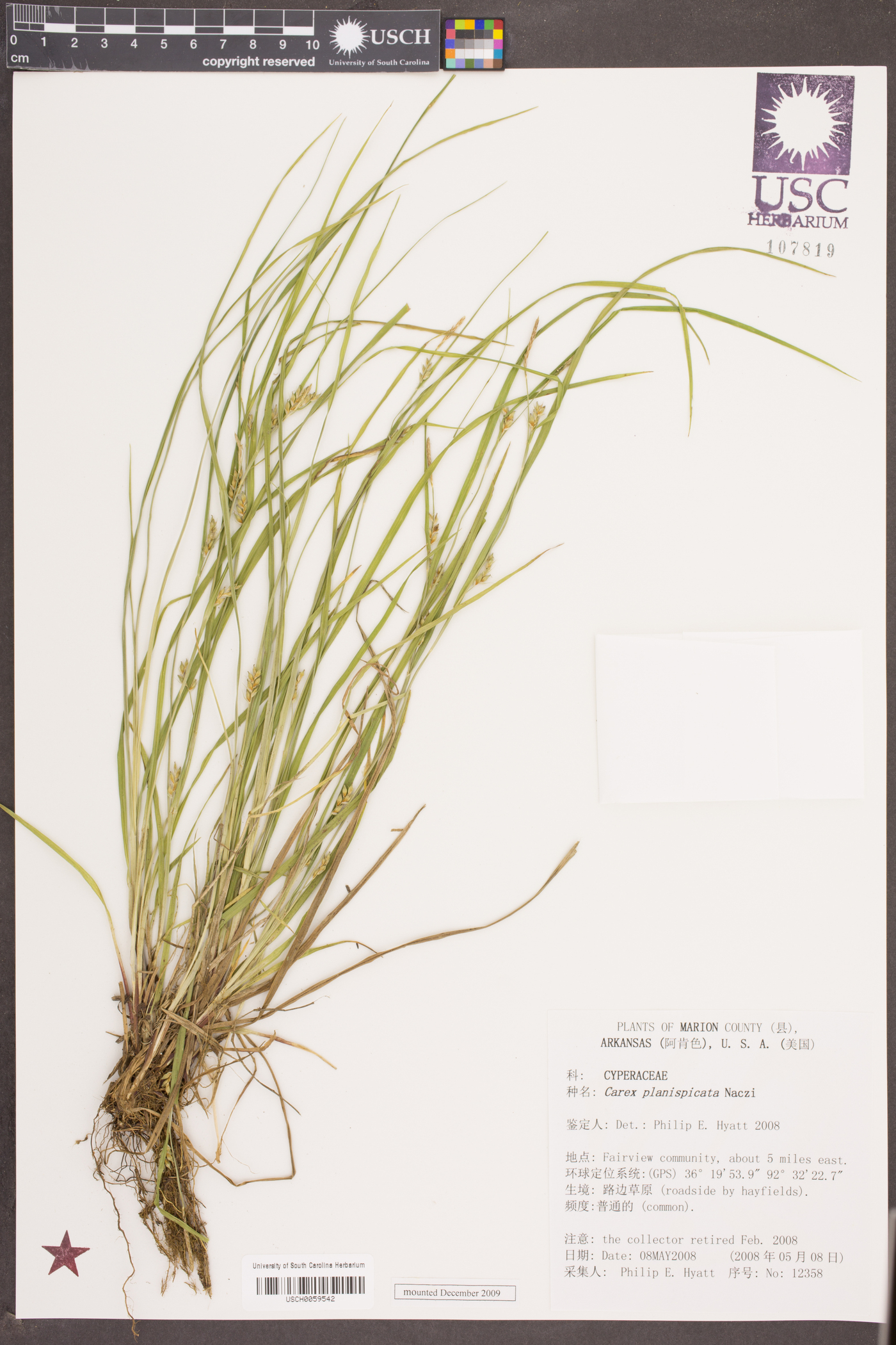 Carex planispicata image
