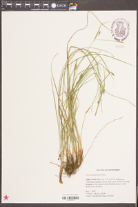 Carex planispicata image