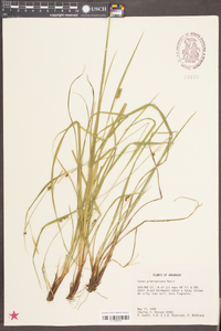 Carex planispicata image