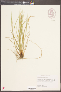 Carex planispicata image