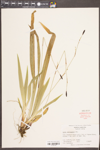 Carex plantaginea image