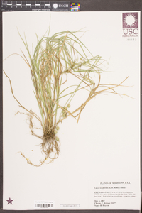 Carex reniformis image