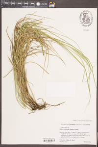 Carex reniformis image