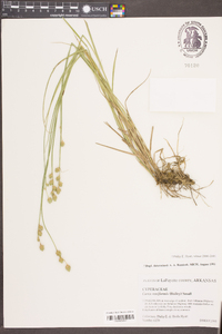 Carex reniformis image