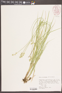 Carex reniformis image