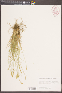 Carex retroflexa image