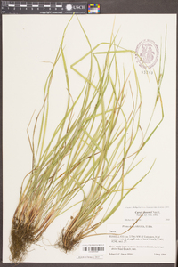 Carex thornei image