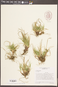 Carex tonsa image