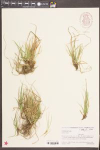 Carex tonsa image