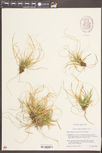 Carex tonsa image