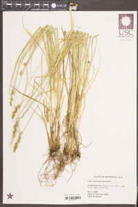 Carex triangularis image