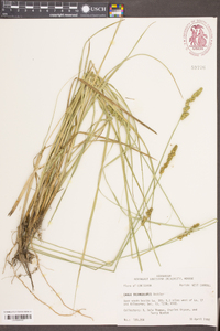 Carex triangularis image