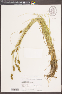 Carex triangularis image