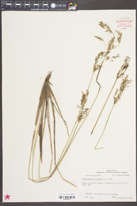 Fimbristylis miliacea image