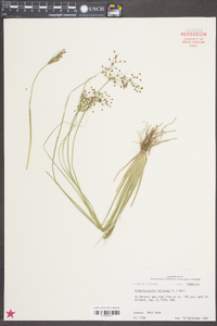 Fimbristylis miliacea image