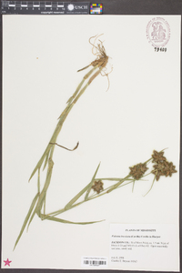 Fuirena breviseta image