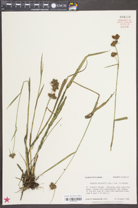 Fuirena breviseta image