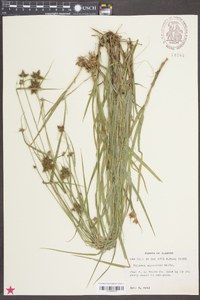 Fuirena squarrosa image