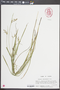 Scleria reticularis image