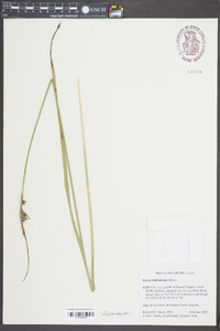 Scleria triglomerata image
