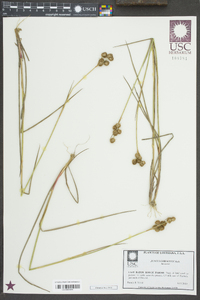 Juncus coriaceus image