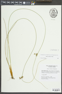 Juncus coriaceus image