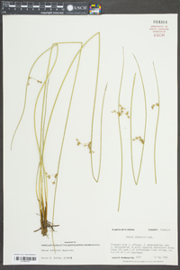 Juncus coriaceus image