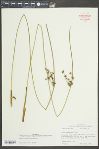 Juncus coriaceus image