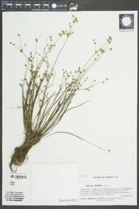 Juncus debilis image