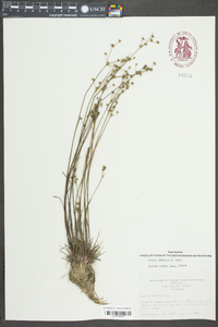 Juncus debilis image