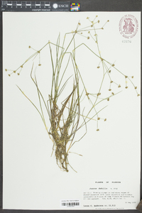 Juncus debilis image