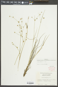 Juncus debilis image